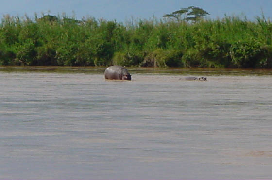 wildlife1.jpg