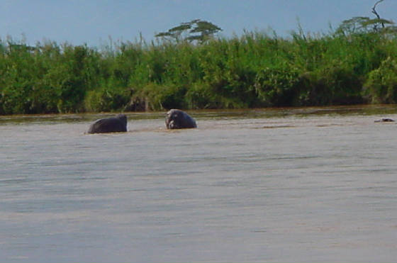 wildlife2.jpg