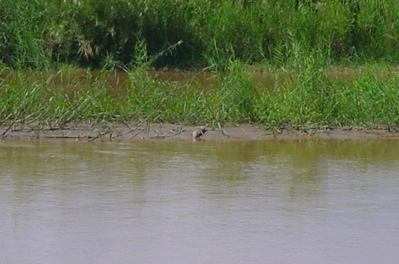 wildlife4.jpg